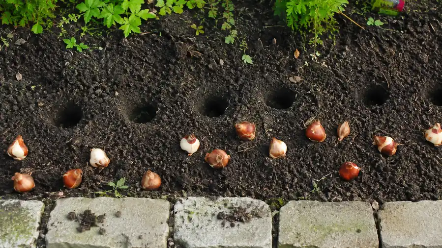 Rows of freshly planted tulip bulbs in dug holes along a garden bed border