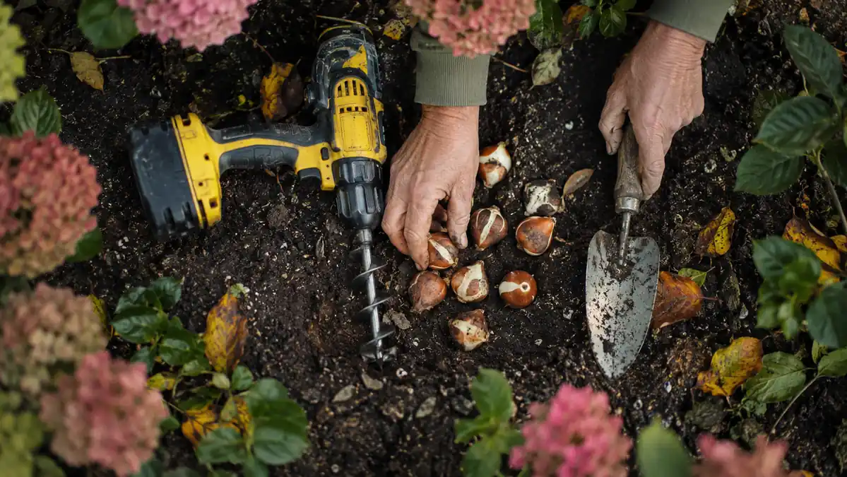 A cordless drill fitted with a garden auger bit sits next to a hand trowel on the edge of a flower bed ready for bulb planting