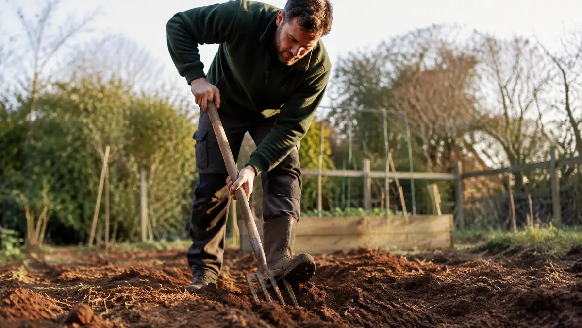 Gardener driving a spading fork into cracked, compacted clay soil in a raised garden bed