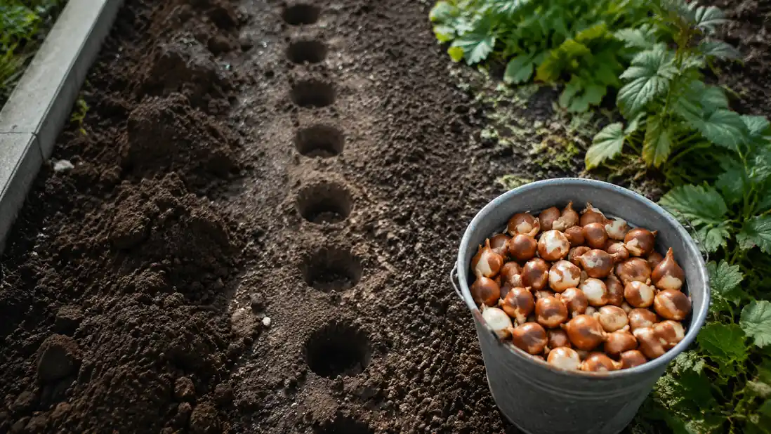 Rows of neatly spaced open planting holes along a garden border ready for bulbs to be dropped in